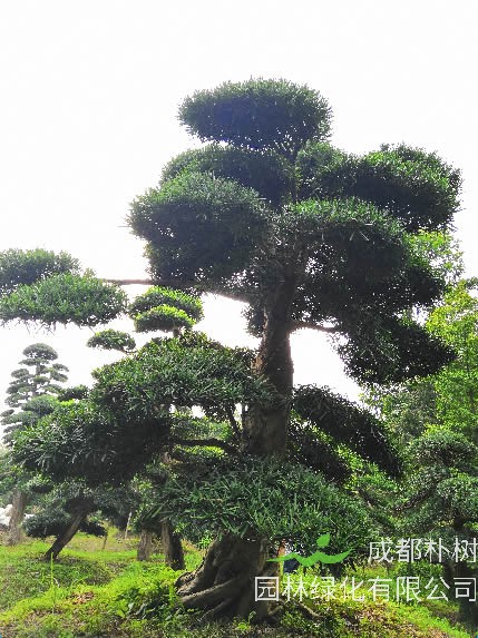 罗汉松的种子在什么时候播种比较好？